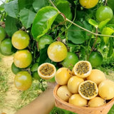 Passionfruit Plant Live, Starter Plant, 4-6 Inch Tall
