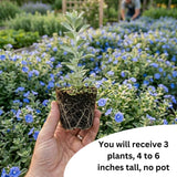 3 Evolvulus Blue Daze Live Plant, Starter Plant, 4-6 Inch Tall