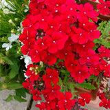 Set of 3 Live Red Verbena Plant 4-7 Inch Tall