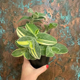 Rare Live Tradescantia Wandering Jew Plant, Live Houseplant, 3.5 Inch Pot