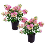 2 White Pink Bougainvillea Plants Live, Garden Plant, 4-6 Inch Tall