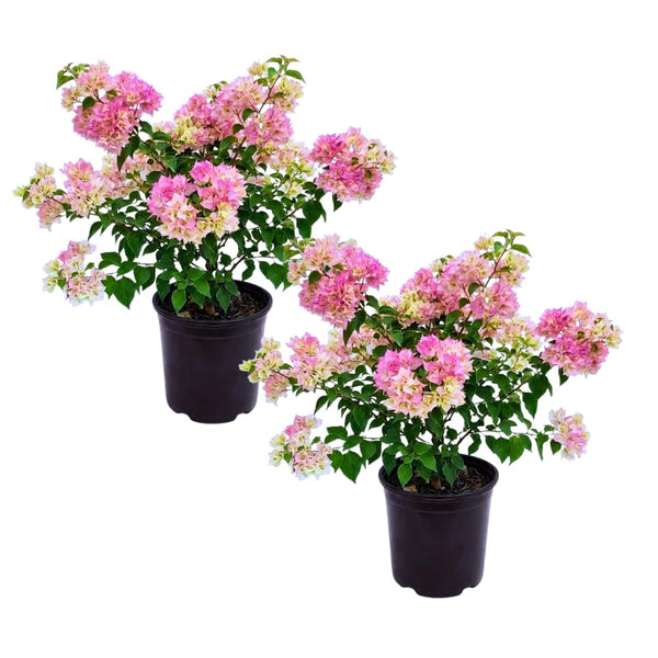 2 White Pink Bougainvillea Plants Live, Garden Plant, 4-6 Inch Tall