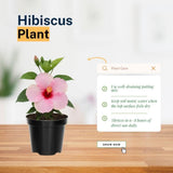 Pink Red Hibiscus Live Plant 5-7", in Pot