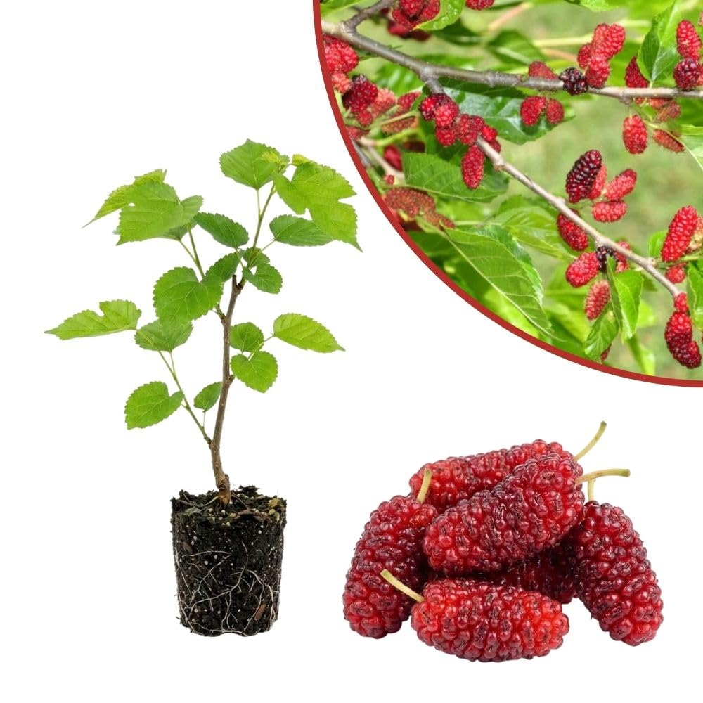 Red Mulberry Fruit Plant Live 6-8 Inches Tall