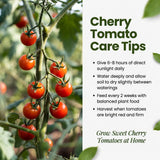 Red Cherry Tomato Live Plant 4-7 Inch Tall, 4 Inch Pot