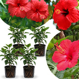 4 Red Hibiscus Plants Live, Flower Bush, 4-8 Inch Tall