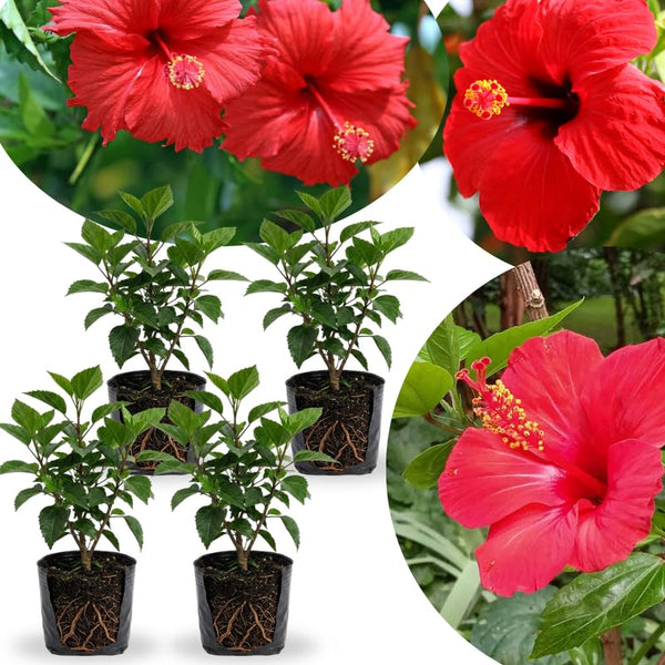 4 Red Hibiscus Plants Live, Flower Bush, 4-8 Inch Tall
