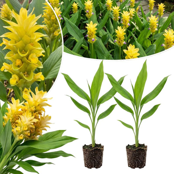 2 Yellow Ginger Live Plants, Ornamental Flowering Ginger Plant for Indoor Outdoor, Colorful Blooming Gingers 4-6 Inches