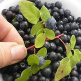 6 Huckleberry Live Plants, Sweet Edible Berry Bush, 1-3 Inch Tall