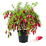 Red Air Layered Finger Lime Tree Live Plant, 1-2 Ft Tall, 3 Gallon Pot