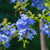 3 Blue Plumbago Live Plant, Flower Bush Vine Plant, 4-6 Inch Tall