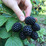 2 High Yields Black Berry Plants, Blackberries Bush, 4-6 Inch Tall