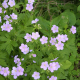 20 Geranium Bare Roots for Planting, Hardy Garden Plant