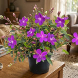 Purple Live Tibouchina Princess Plant, Garden Shrub, 3-5 Inch Tall