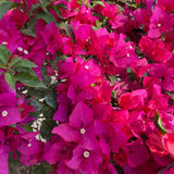 Set 2 Barbara Karst Bougainvillea Live Plant 5-7 Inch Tall