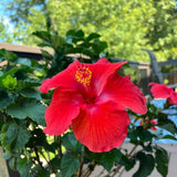 4 Red Hibiscus Live Plants, Hibiscus Flower, Patio Container Plant, 4-8 Inch Tall