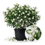 White Star Jasmine Vine Live Plant, 7-10 Inch Tall, 3 Inch Pot
