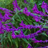 4 Salvia Sage Plants Live, Hardy Flower Plant, 4-6 Inch Tall
