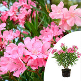 Pink Oleander Live Plant, Home Garden Plant, 4-6 Inch Tall