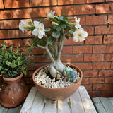 White Desert Rose Live Plant 4-7 Inches, Colorful Adenium Obesum Succulent Plants for Indoor Outdoor, Hardy, Ready to Grow