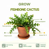 Fishbone Cactus Live Plant, Cactus Houseplant, 4-6 Inch Tall, 2 Inch Pot