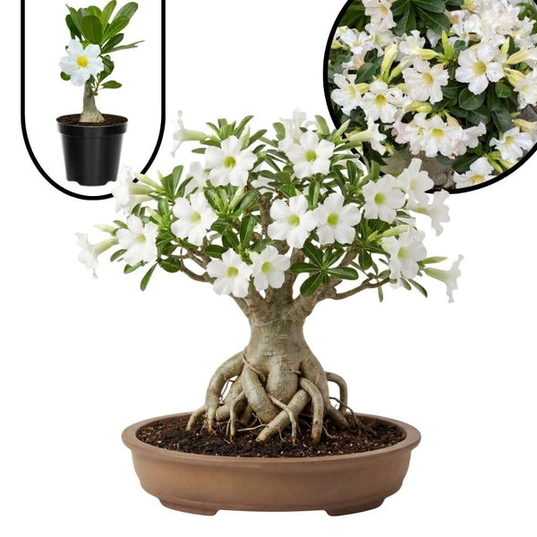 White Desert Rose Live Plant 4-7 Inches Tall