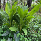 2 Yellow Turmeric Live Plants, Herb Plant, 4-7 Inch Tall