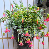 2 Cotyledon Pendens Succulent Live Plants, 2 Inch Pot