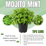 Set 2 Mojito Mint Live Plant, 3-7 Inch Tall