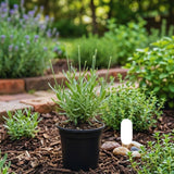 Spanish Lavender Plant Live, Fragrant Flower Plant, 3 Inch Pot