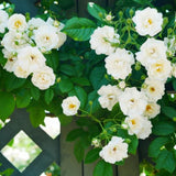 Climbing Rose Plant Live, Reblooming Rose Bush, 2-3 Inch Tall