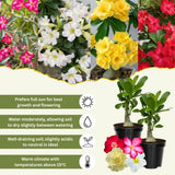 Combo 2 Random Mix Desert Rose Live Plant 4-7 Inches Tall