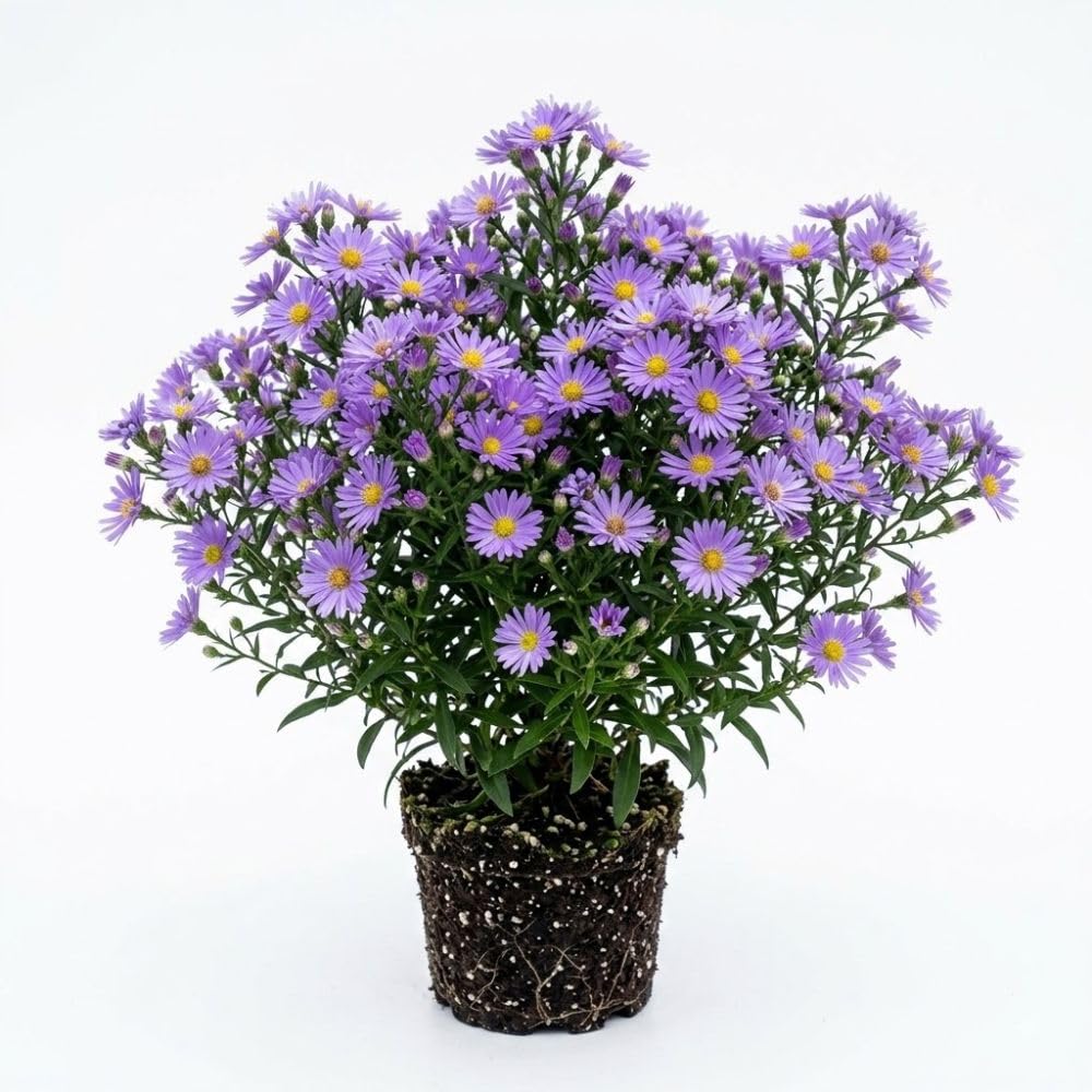 Lilac Blue Aster Live Plant 3-5" Tall, Vibrant Lilac Blue Aster Plant
