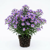 Lilac Blue Aster Live Plant 3-5" Tall, Vibrant Lilac Blue Aster Plant