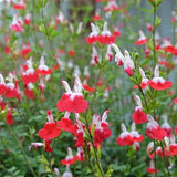 4 Hot Lips Salvia Sage Live Bushes, Well-Rooted Flower Plant, 4-6 Inch Tall