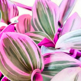 Pink Live Wandering Jew Plant, 3-6 Inch Tall, 3 Inch Pot