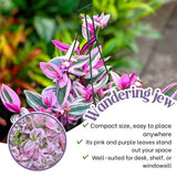 Purple Foliage Wandering Jew Live Plant, Home Decor Plant, 3 Inch Pot