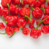 Red Jamaican Yellow Pepper Plants Live, 4-7 Inch Tall, 4 Inch Pot