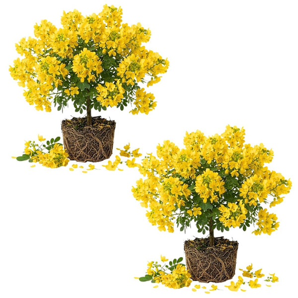 2 Cassia Live Plants, Yellow Cassia Flower Live Plant, 4-6 Inch Tall