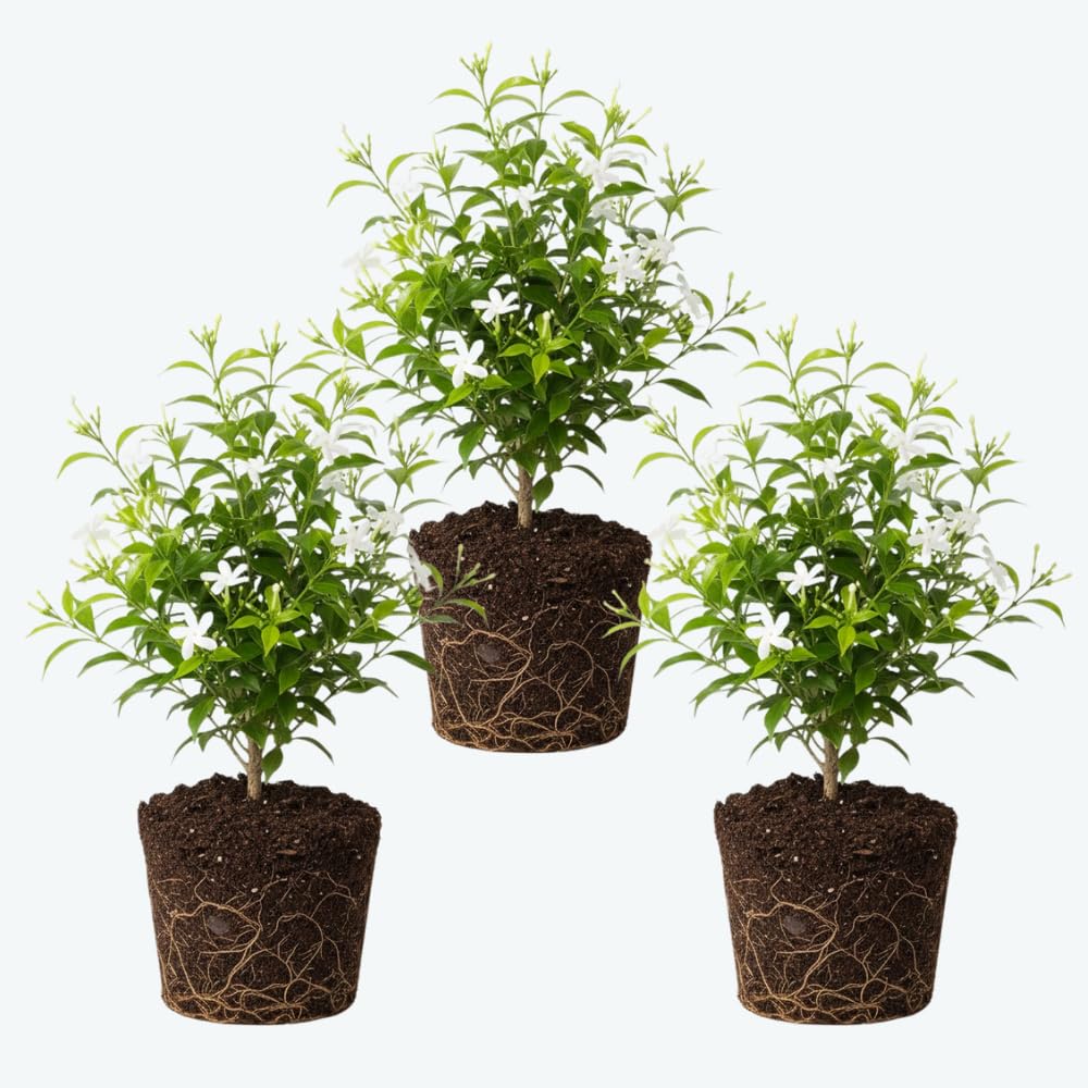 3 Jasmine Live Plants, Night Blooming Jasmine Plants, 4-6 Inch Tall