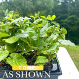 3 Plugs Raspberry Plants Live for Planting, Starter 3-5" in Tall, Sweet Raspberry Plants Bushes Ready for Spring Garden, Cold Hardy, No Pot (Delight Red)