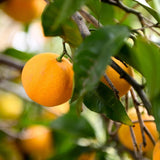Live Satsuma Mandarin Citrus Tree, Orange Fruit, 1-2 Ft Tall, Gallon Pot