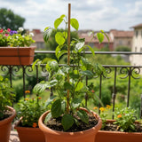 Black Pepper Plant Live, Patio Container Plant, 4-6 Inch Tall
