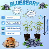 2 Mini Sunshine Blueberry Plant Live, Blueberry Bushes Plant, 4-7 Inch Tall