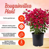 2 Karst Bougainvillea Live Plants, Well-Rooted Starter Plant, 4-6 Inch Tall