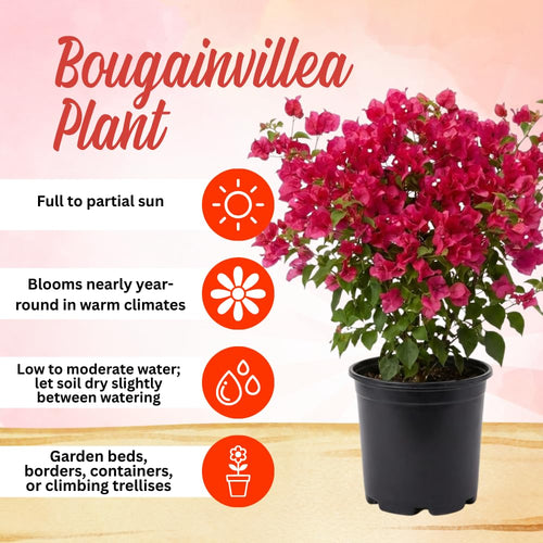 2 Karst Bougainvillea Live Plants, Well-Rooted Starter Plant, 4-6 Inch Tall