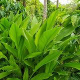 2 Yellow Turmeric Live Plants, Herb Plant, 4-7 Inch Tall