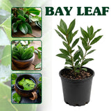 Bay Laurel Herb Plant, Bay Leaf Live Plant, 8-10 Inch Tall