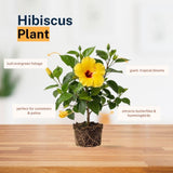 Pack 2 Bright Yellow Hibiscus Plant Live 3-6" Tall