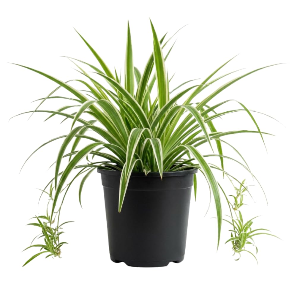 Spider Plant, Variegated Spider Plant Live, 4-6 Inc Tall, Green White Foliage Houseplant for Decoration, No Pot